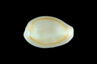 藏品(金環寶螺)的圖片